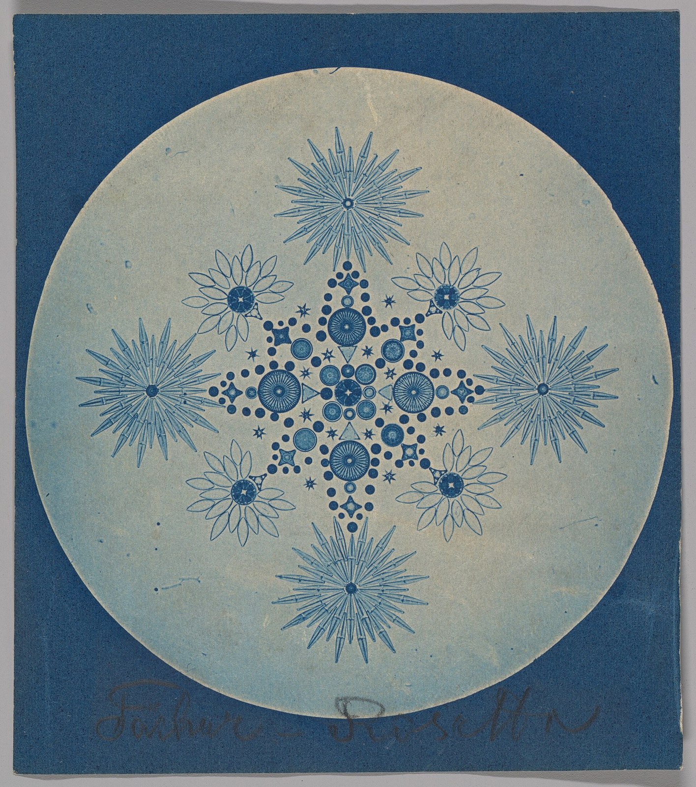 -Frustules of Diatoms- MET DP262066
