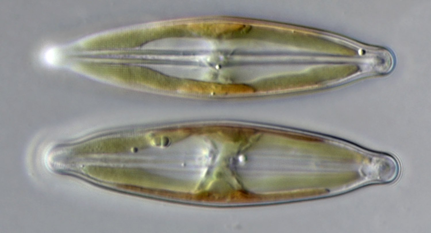 Naviculoid diatom