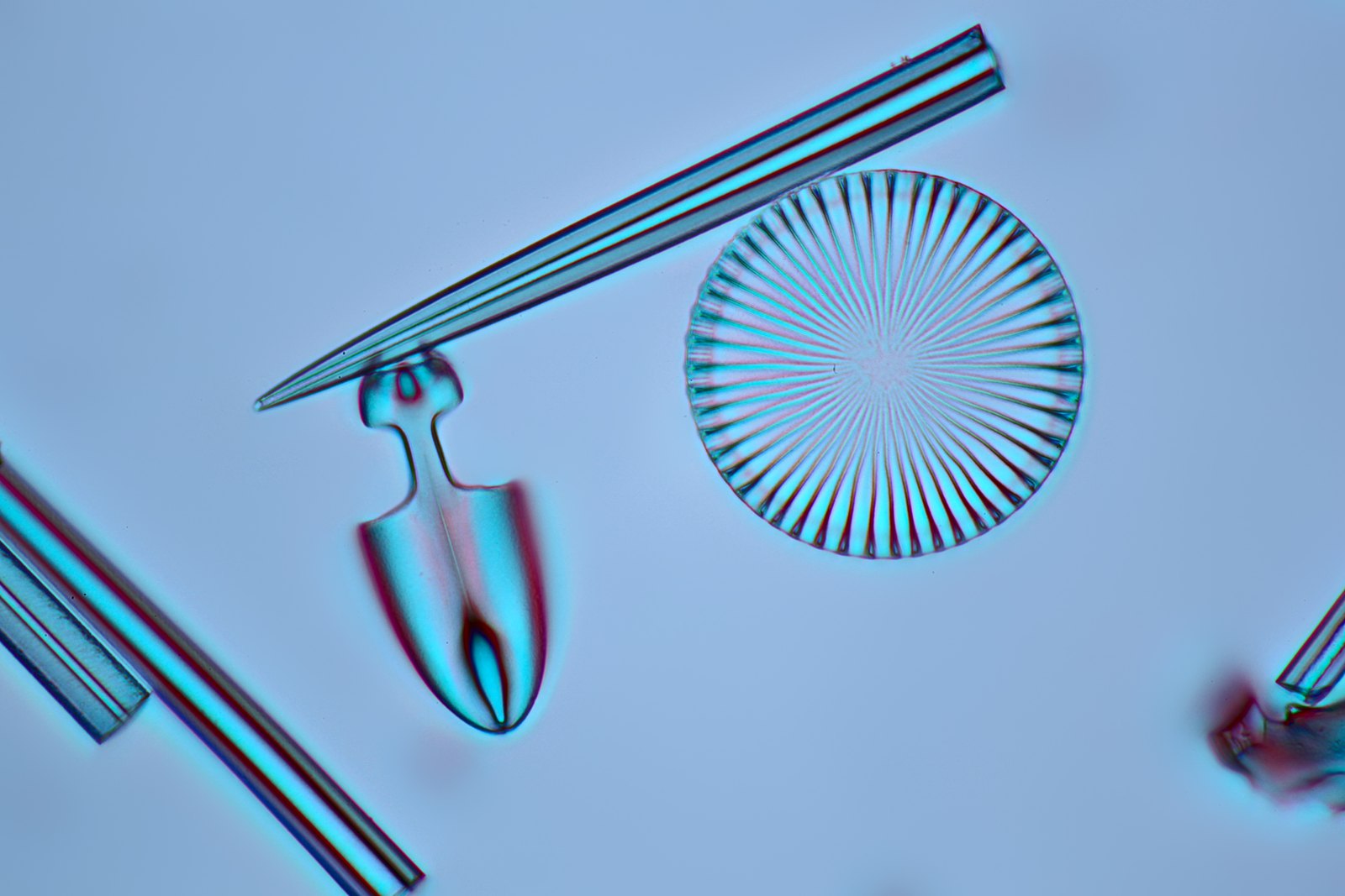 Rheinberg 2 diatom