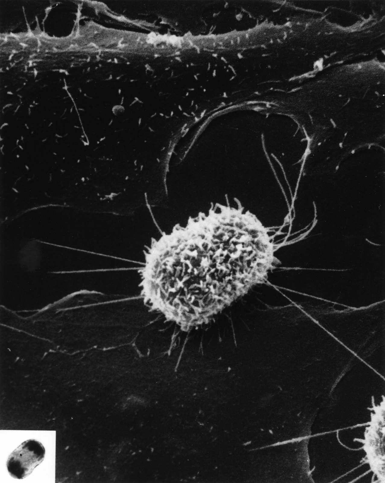 Mitosis (1)