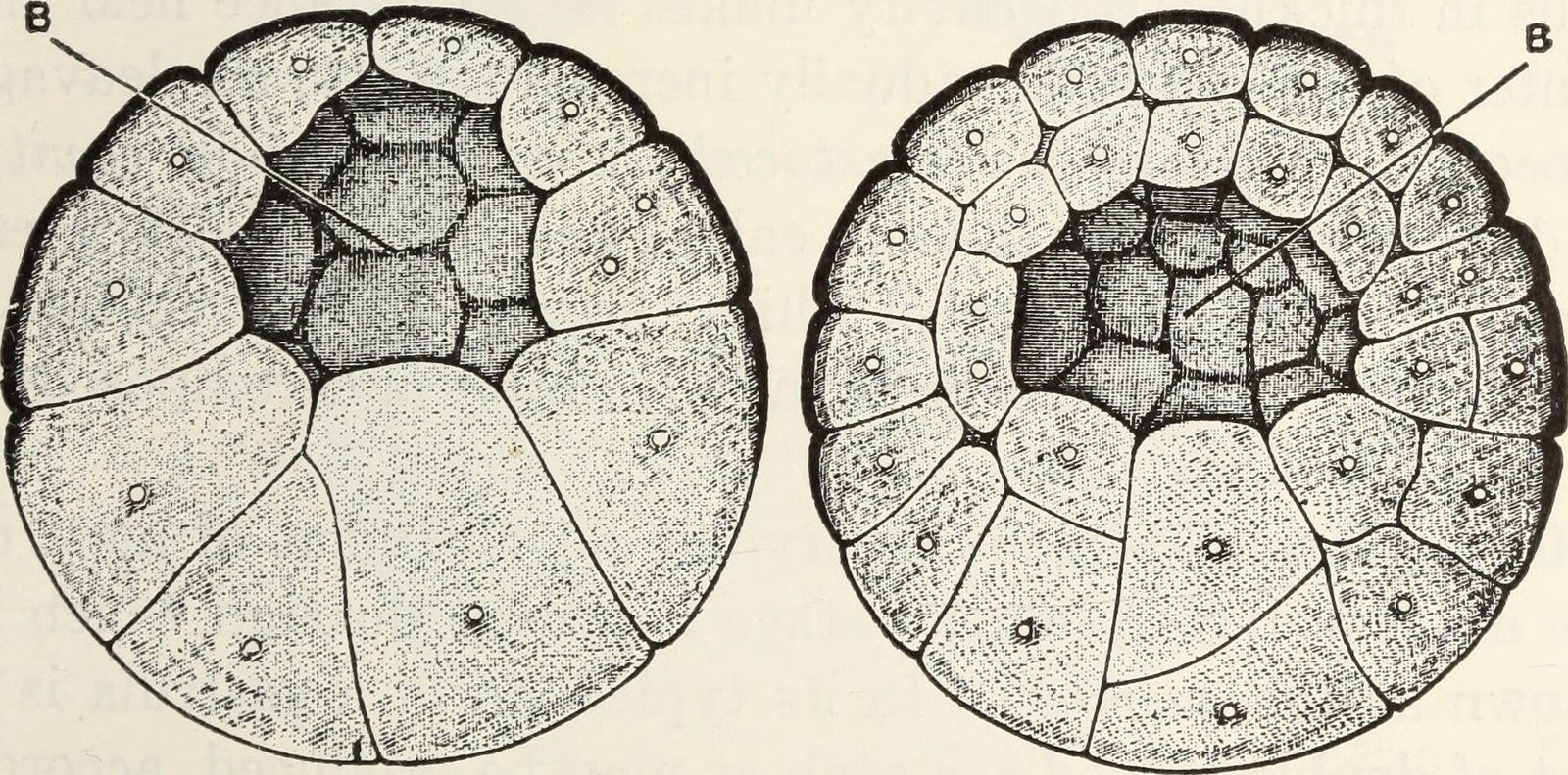 Frog blastula blastocoel
