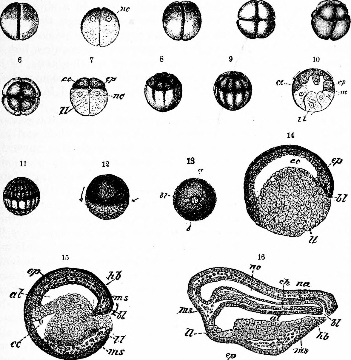 Frog embryo cleavage stadia