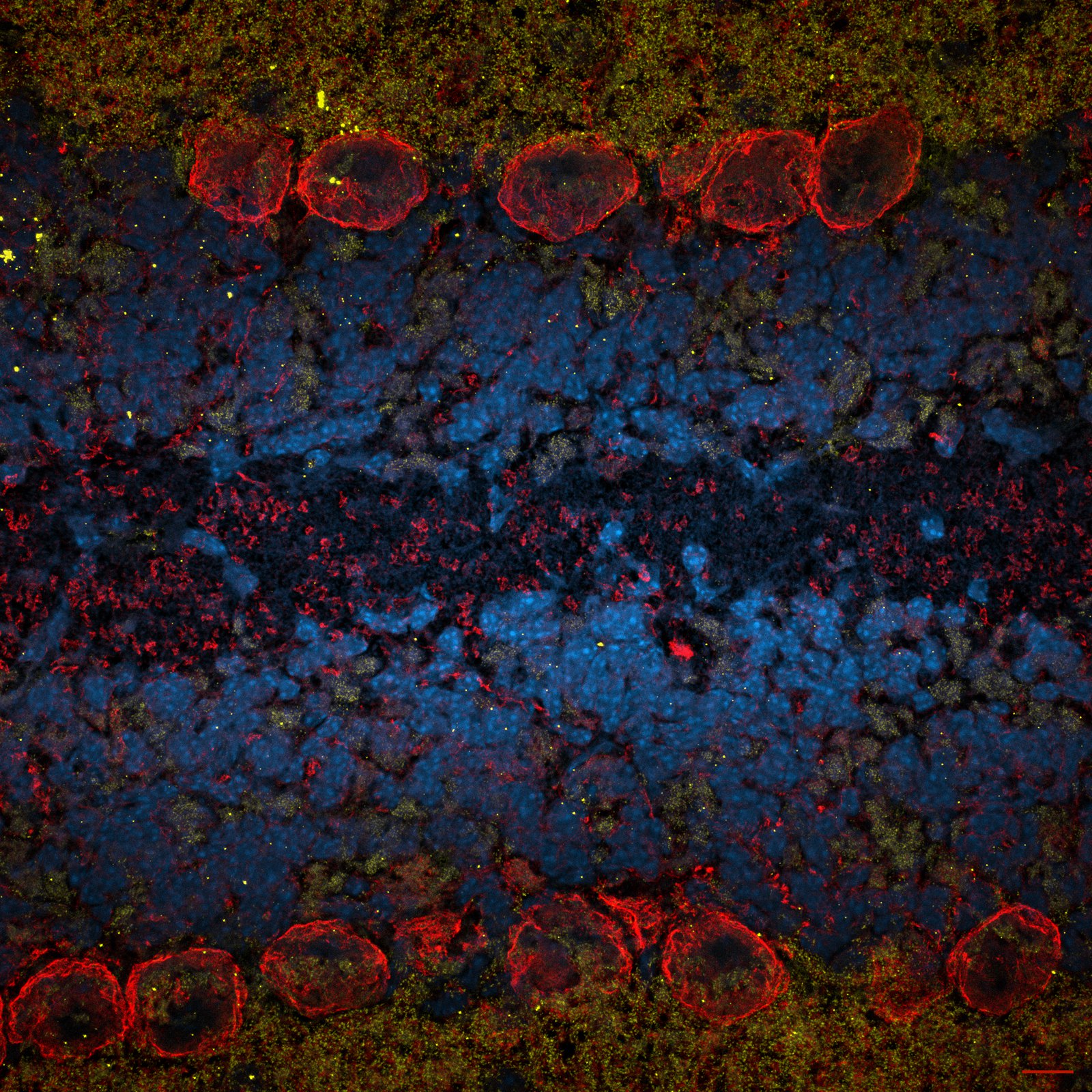Purkinje neuron cell bodies in a mouse cerebellum fold - Ksena Longrin