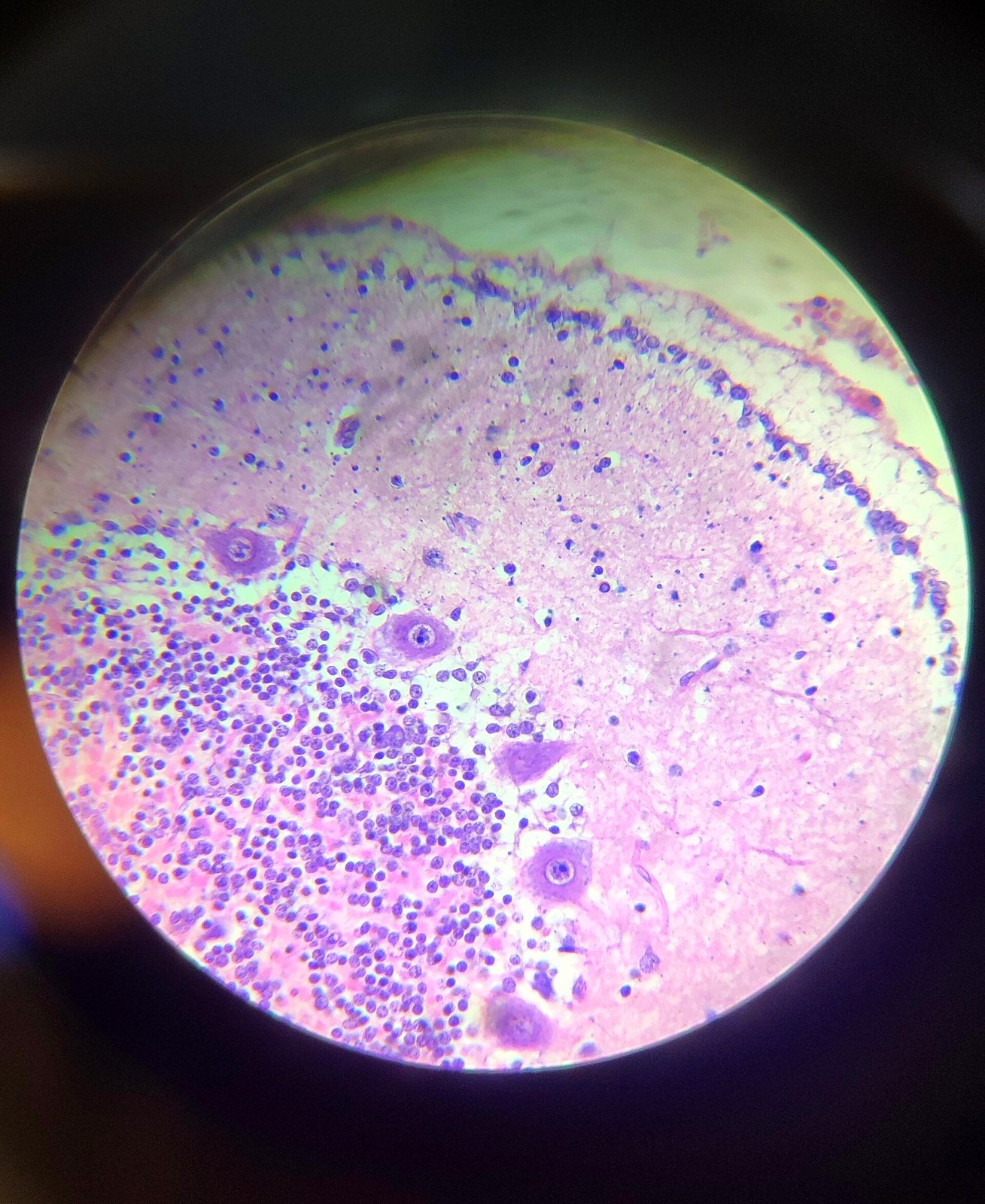 Mouse cerebellar cortex H&E 40x
