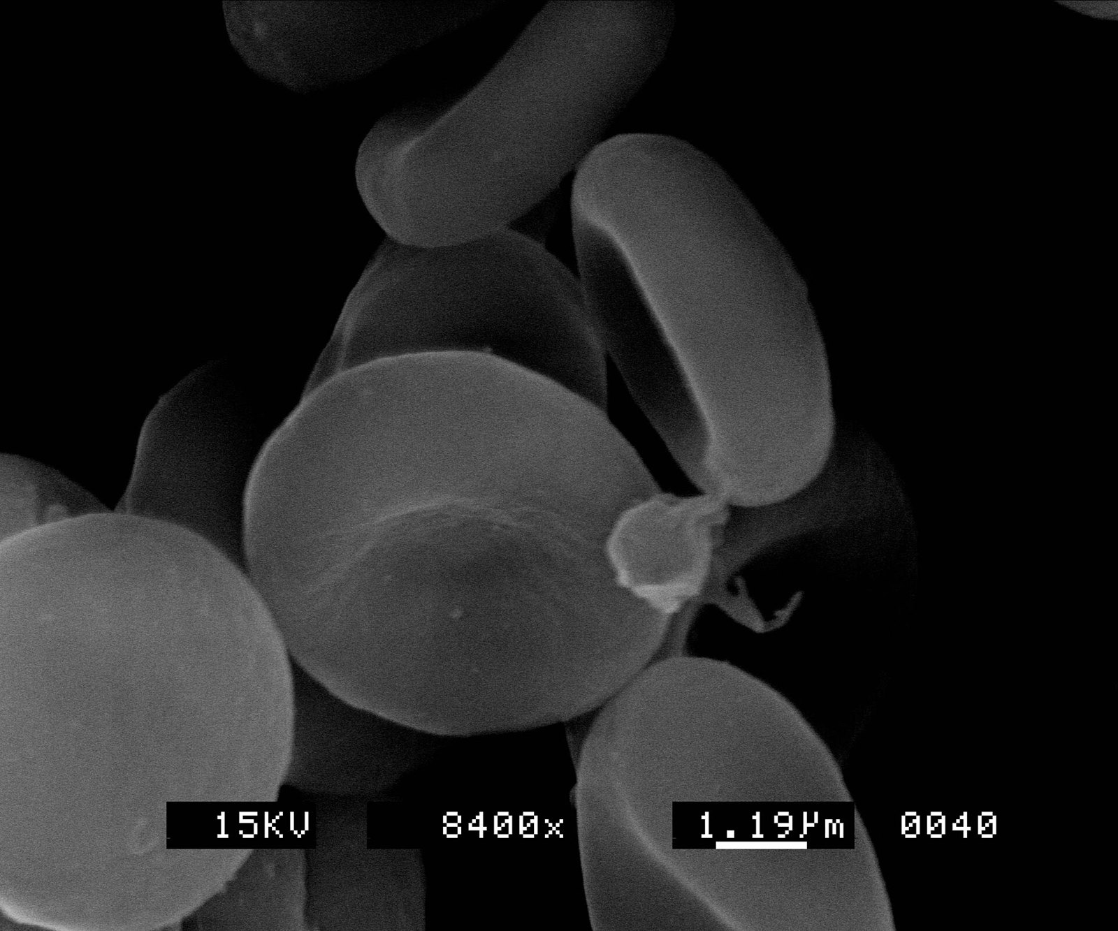 Red blood cells (2)