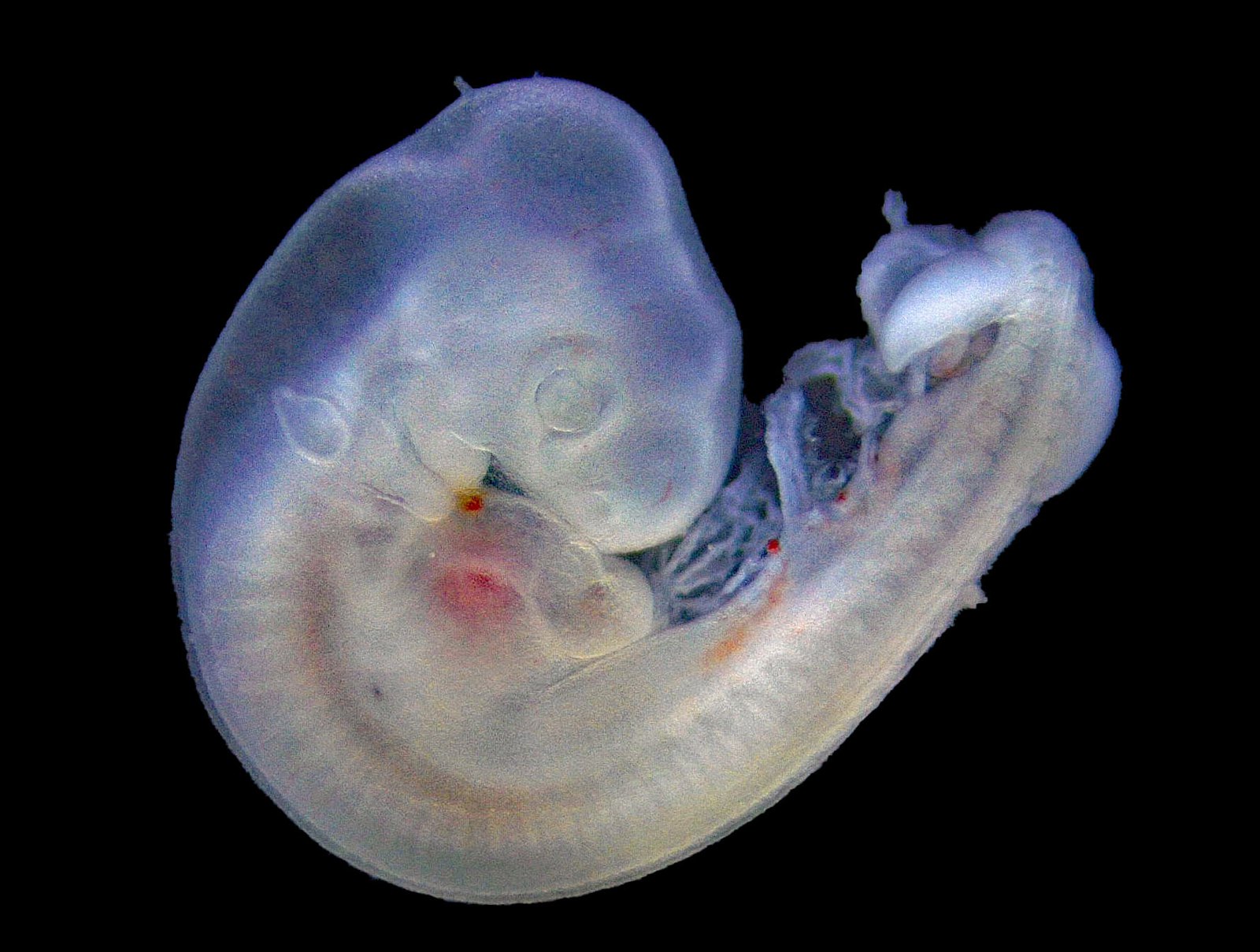 Chick embryo 3d