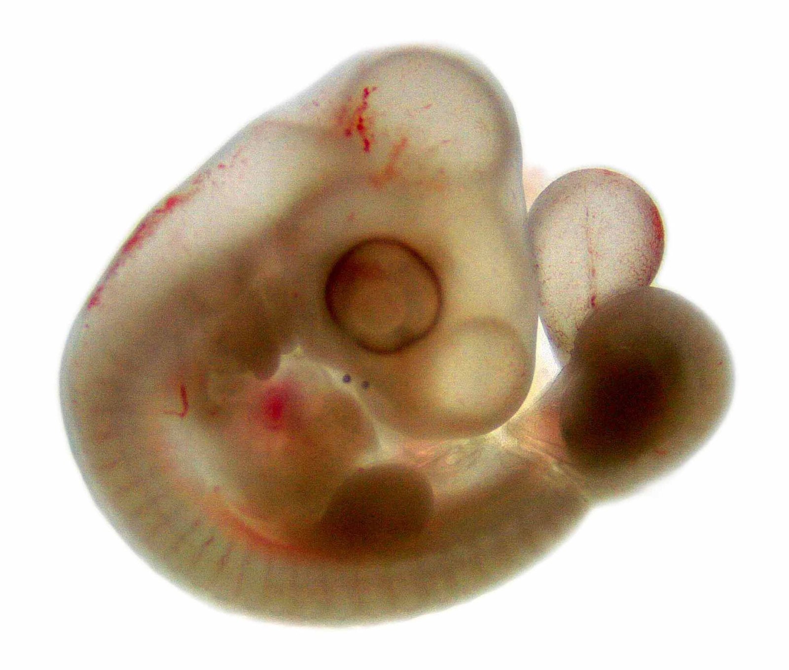 Chick embryo 4d