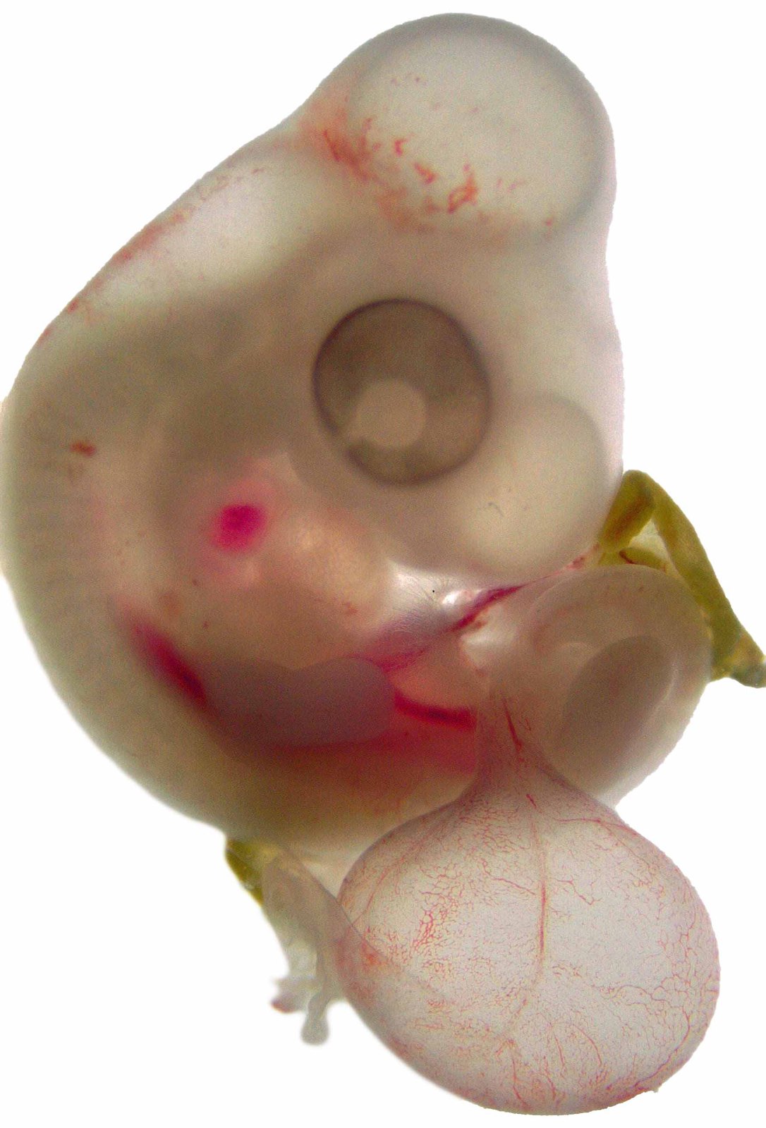 Chick embryo 5d