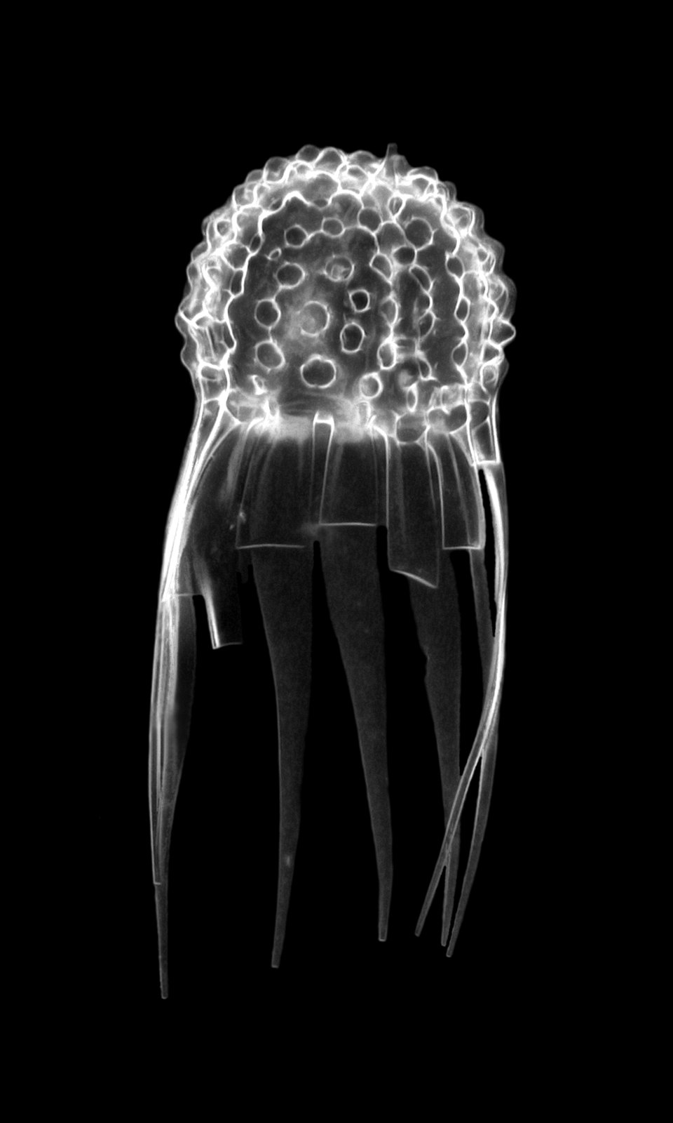 Caclocyma ( = Halicalyptra) petalospyris HAECKEL - Radiolarian (31708336584)