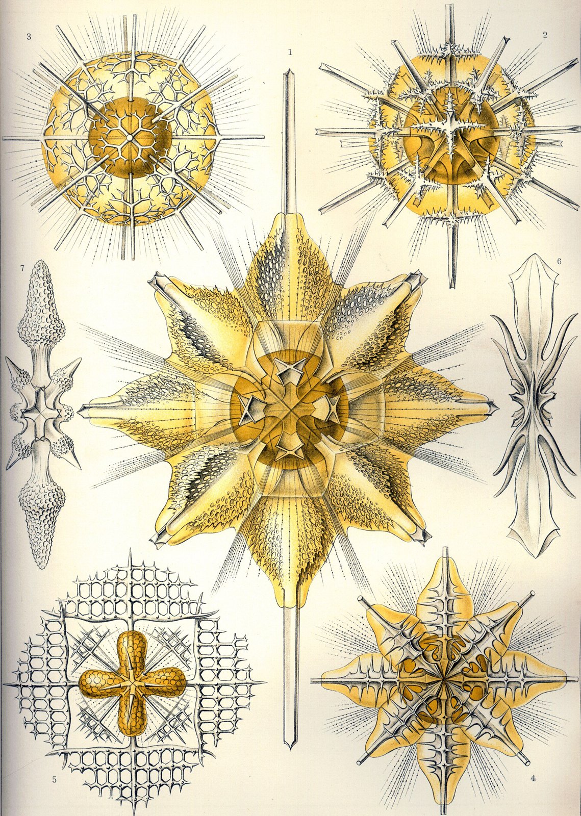 Haeckel Acanthometra