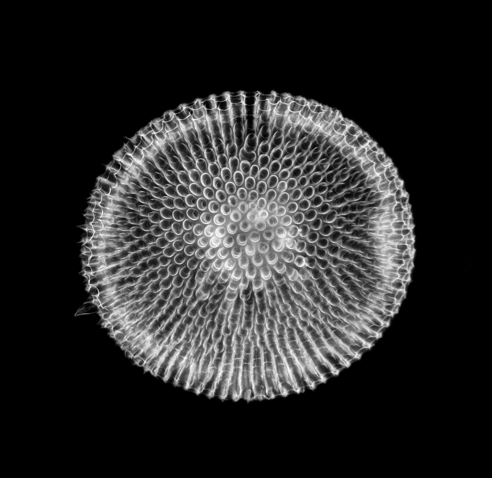 Phacodiscus clypeus Haeckel - Radiolarian (36086846420)