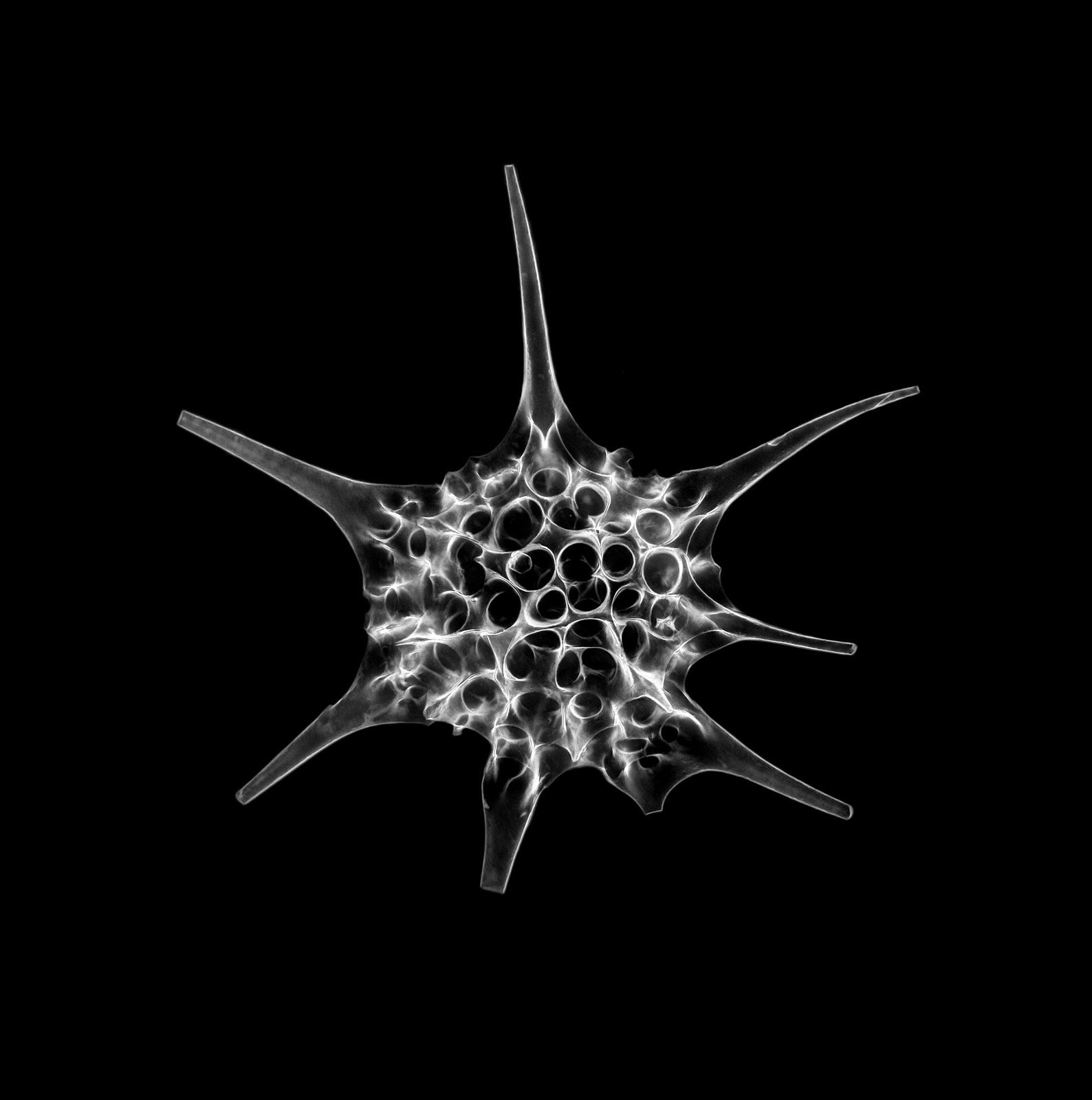 Radiolarian - Dorataspida sp