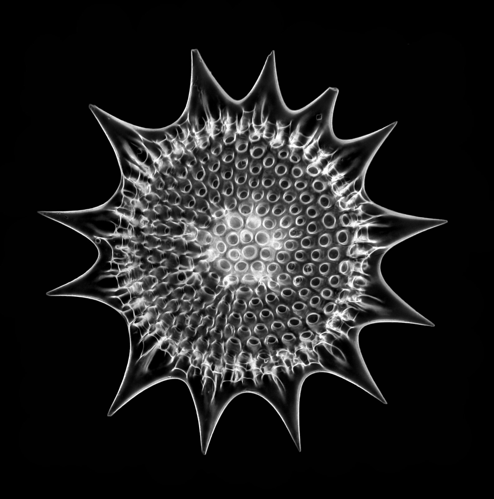 Radiolarian - Heliodiscus umbonatus (Ehr.), Haeckel (28187768550)