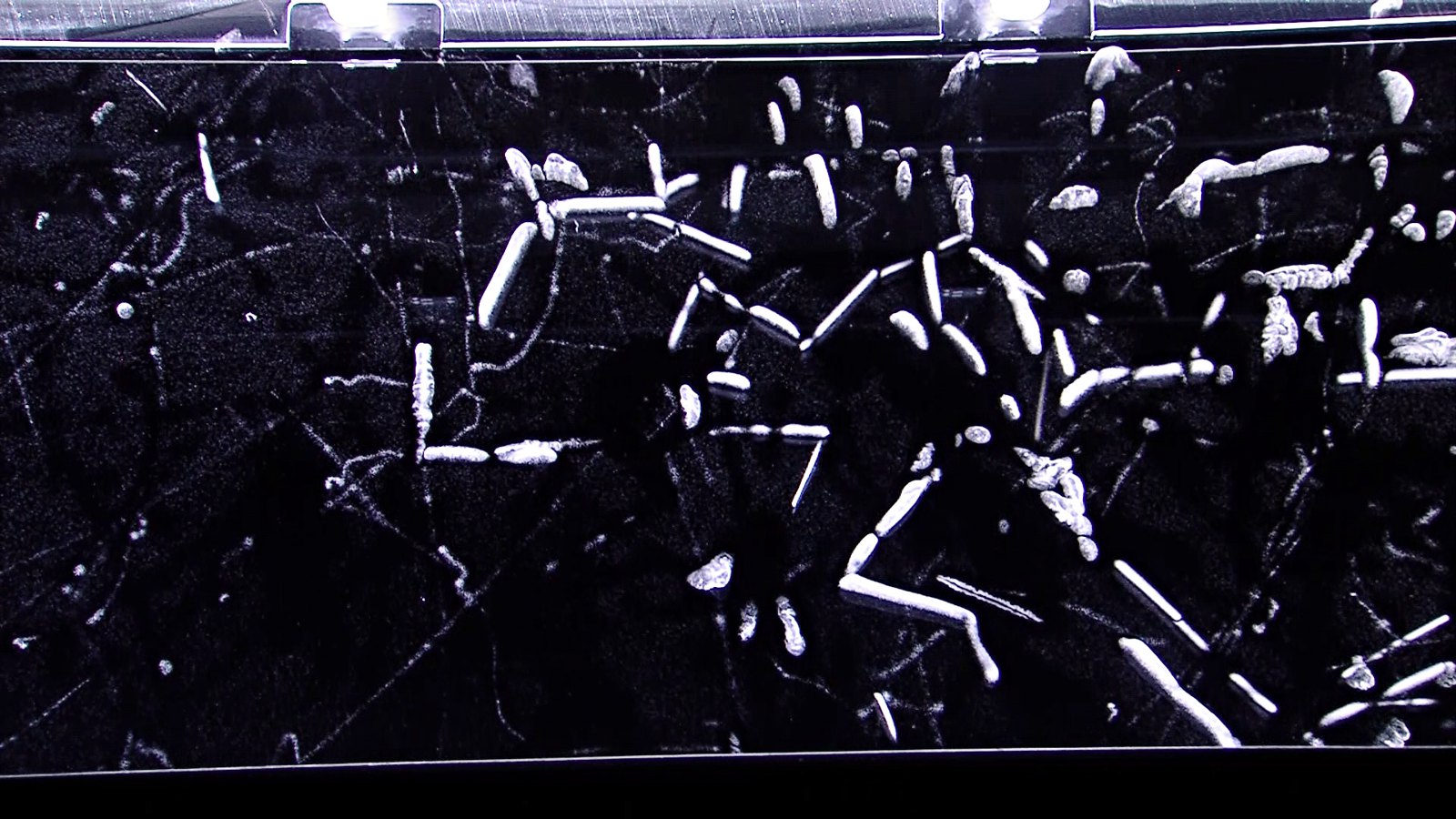 Alpha radiation in a cloud chamber