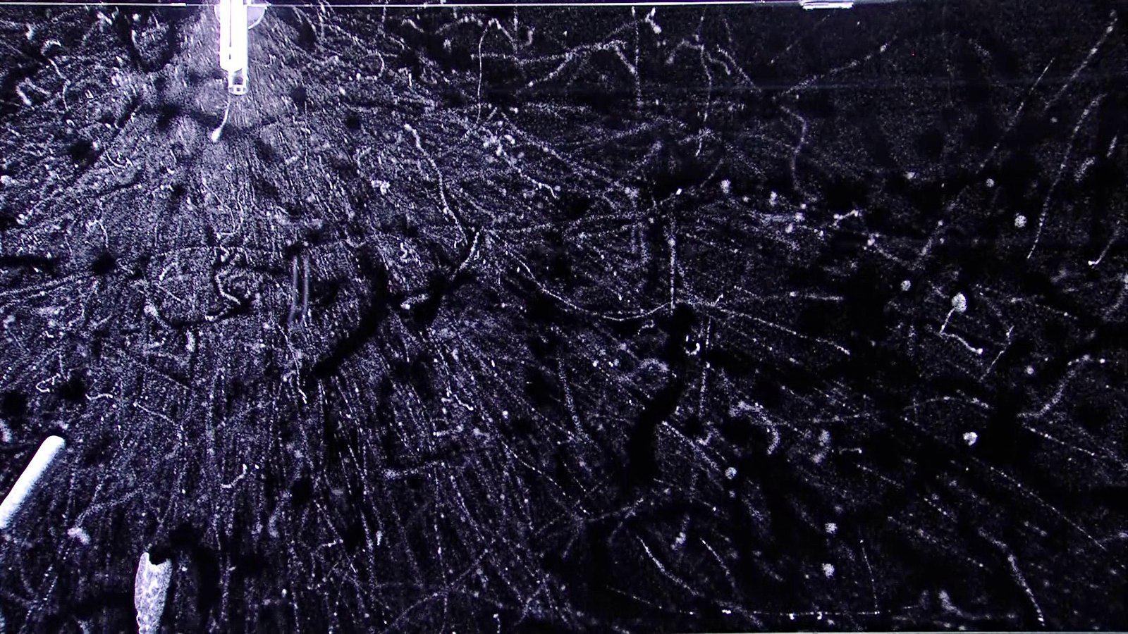 Beta radiation in a cloud chamber