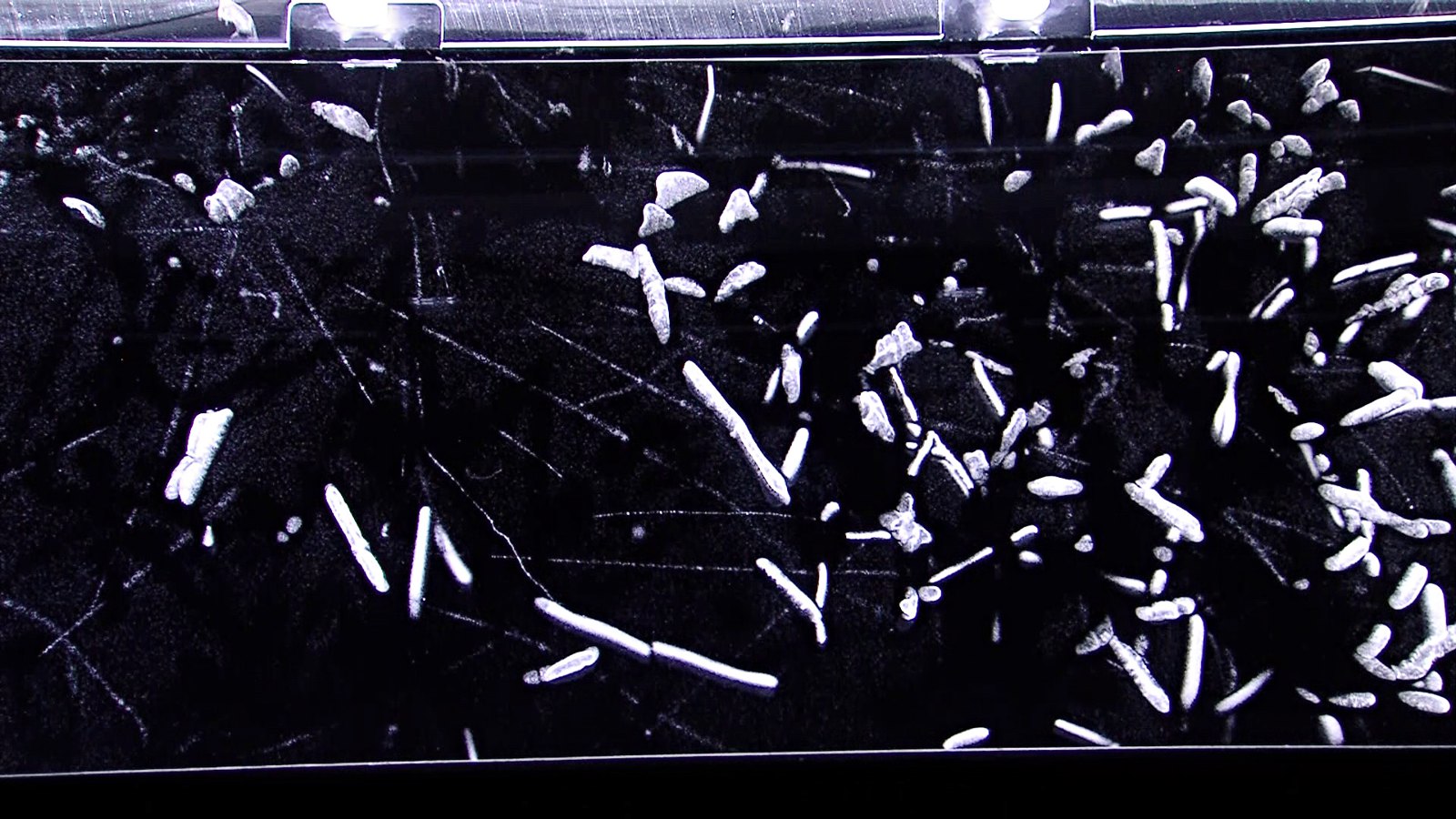 Radon decay in a cloud chamber