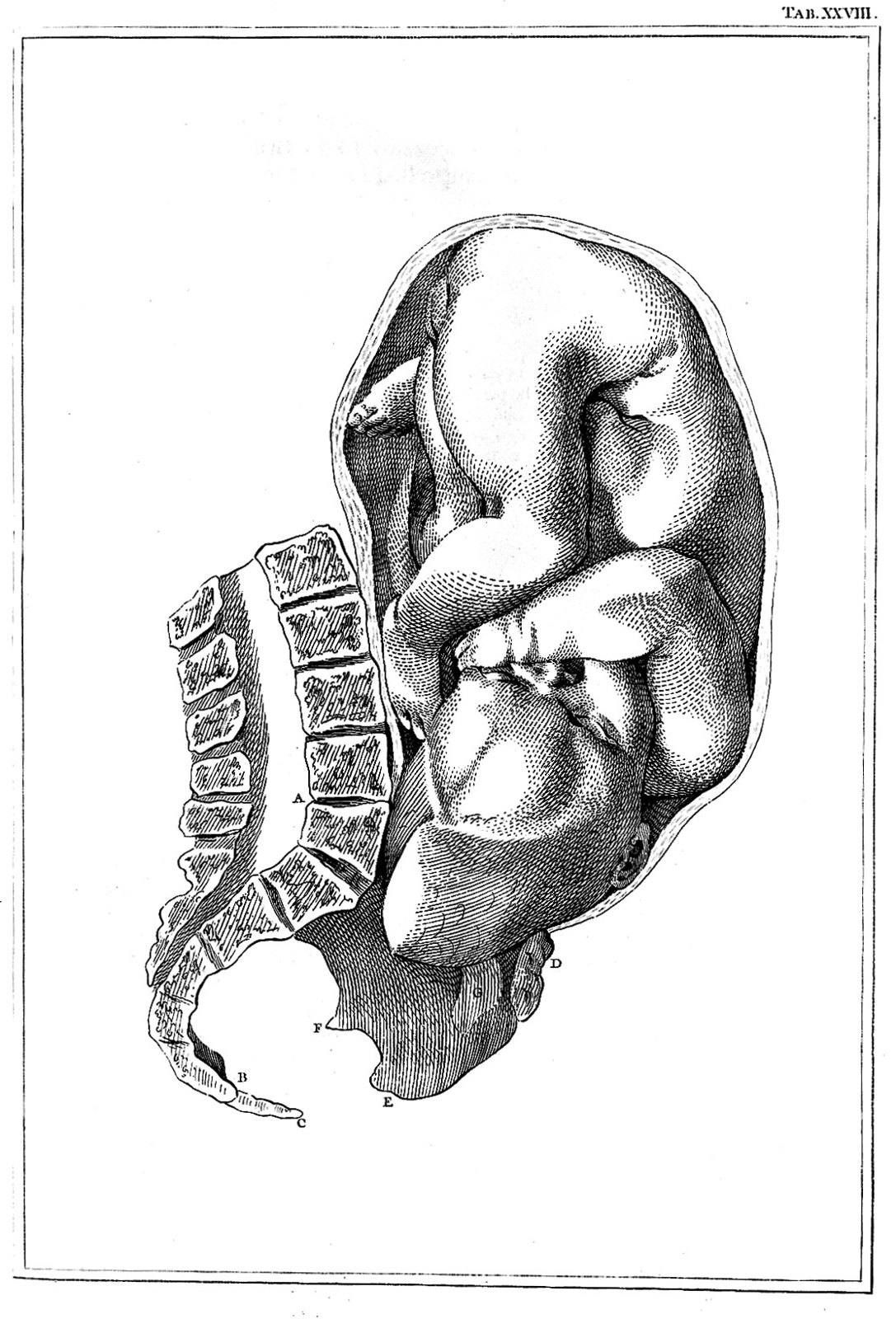 Foetus in utero. Wellcome L0013510