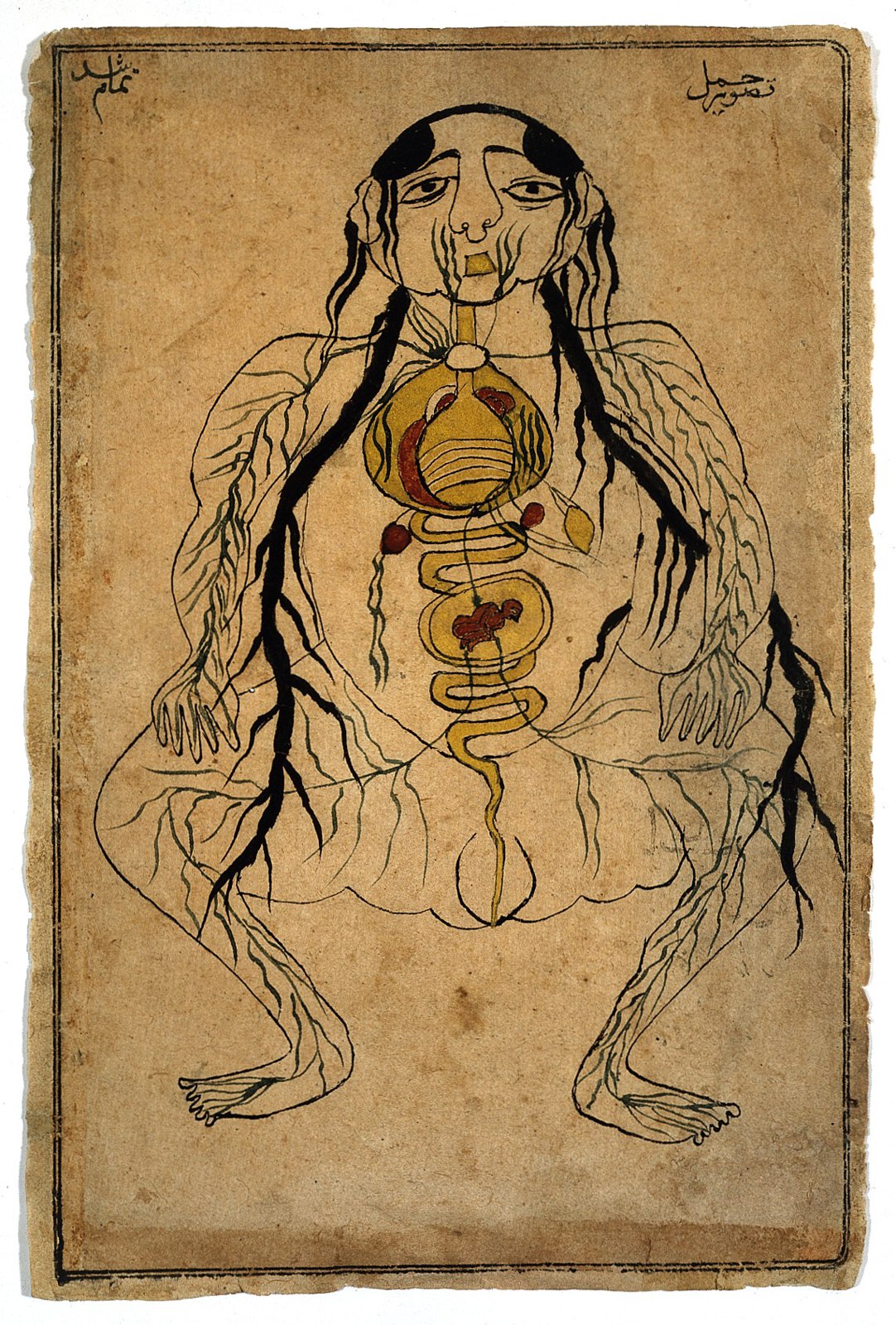 Viscera with fetus in utero, watercolour, Persian, 19th C Wellcome L0020503