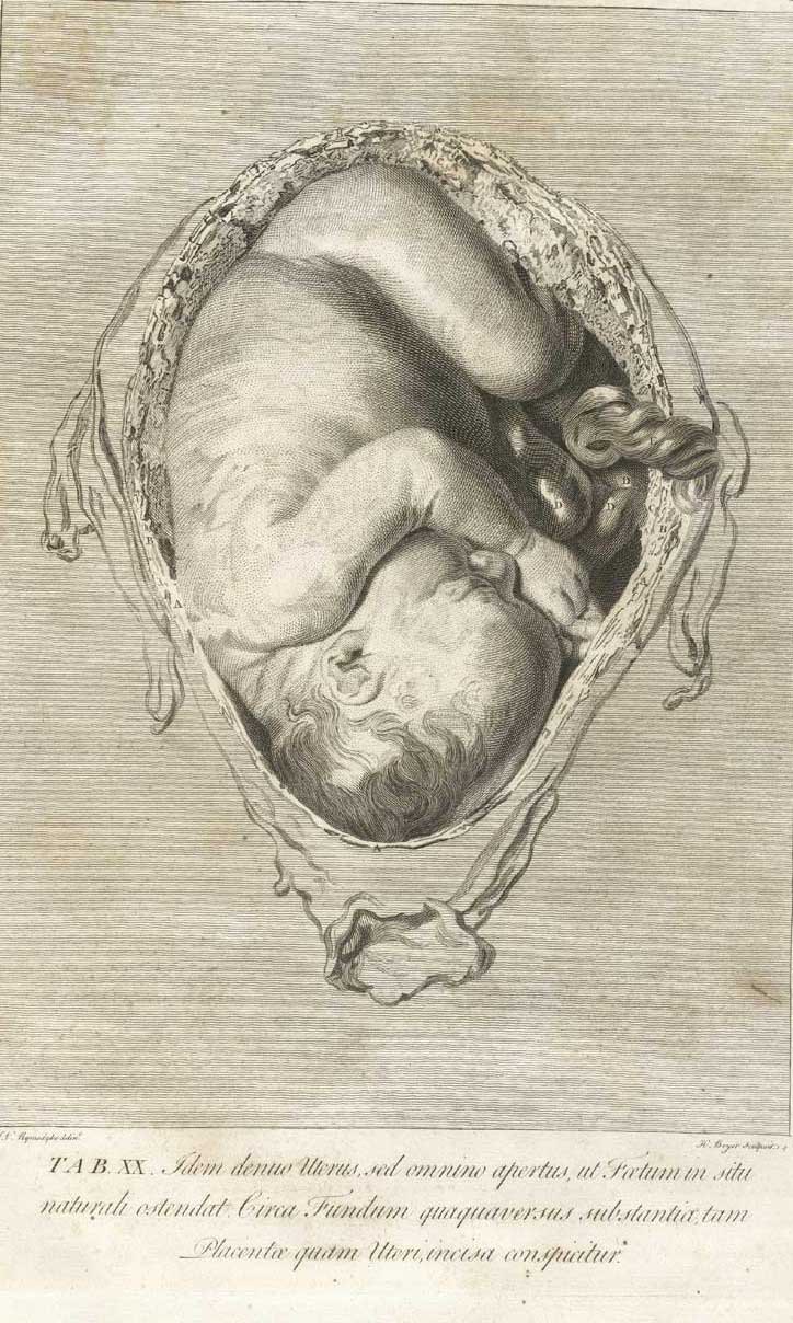 Page from "The anatomy of the human gravid uterus exhibited in figures"