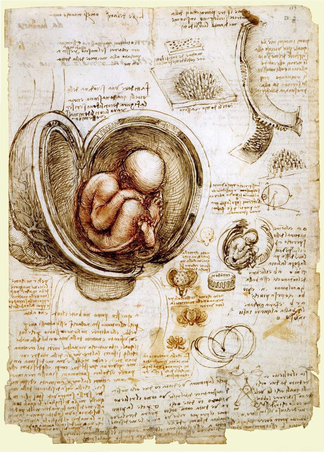 The babe in the womb; Leonardo da Vinci (1511)