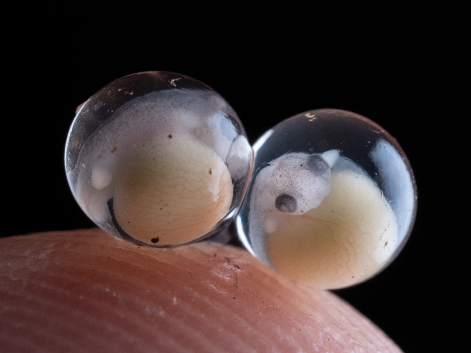 Eleutherodactylus planirostris embryos