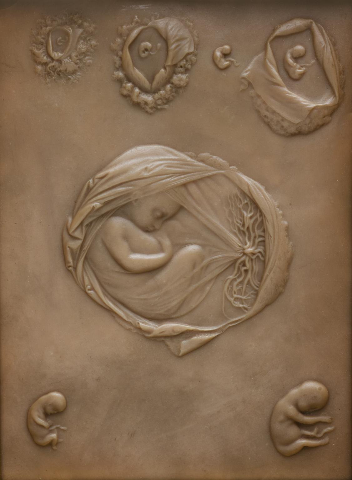 Plaque showing the development of a human embryo