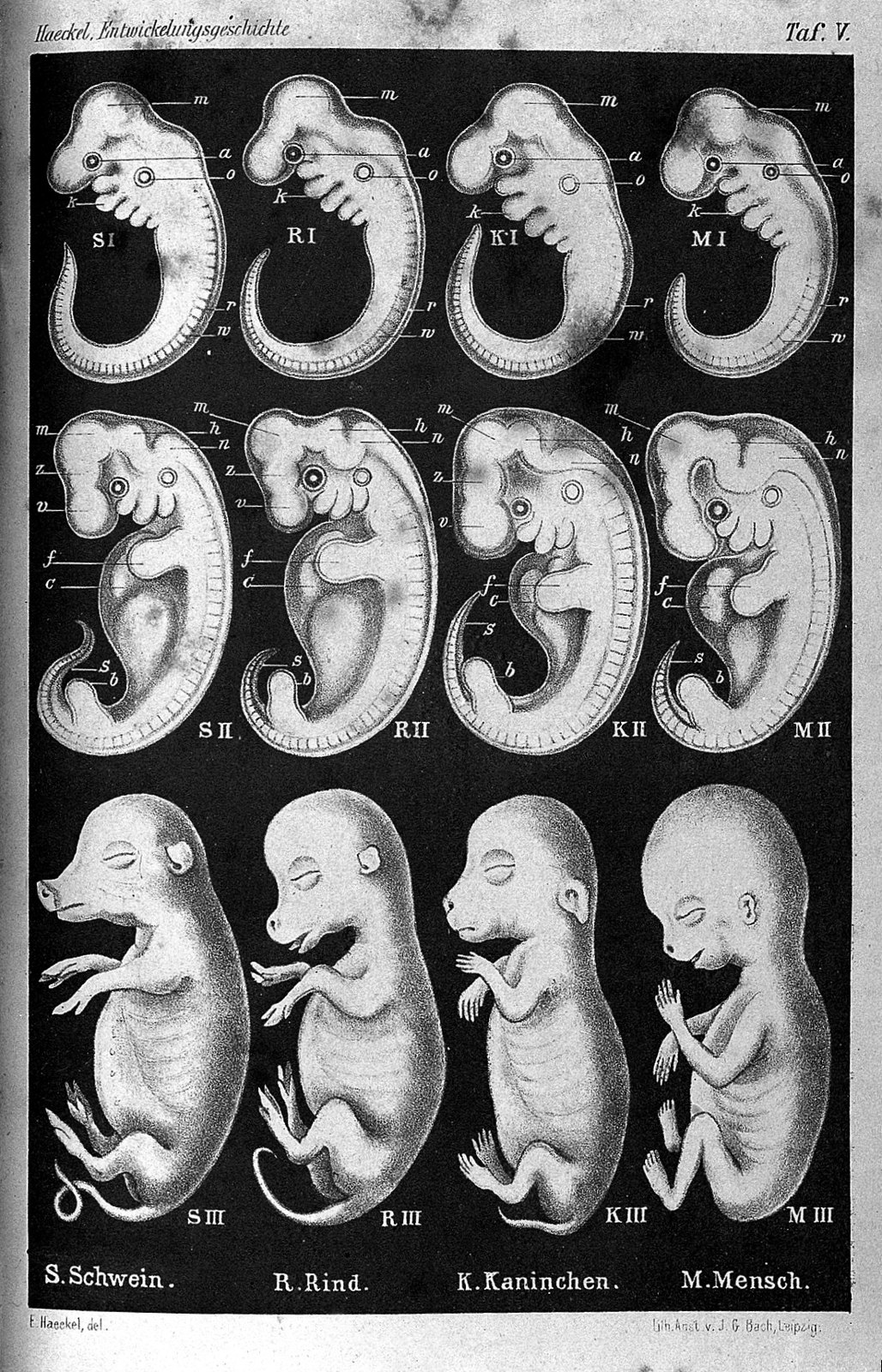 Ernst Haeckel, Anthropogenie. Wellcome L0027291