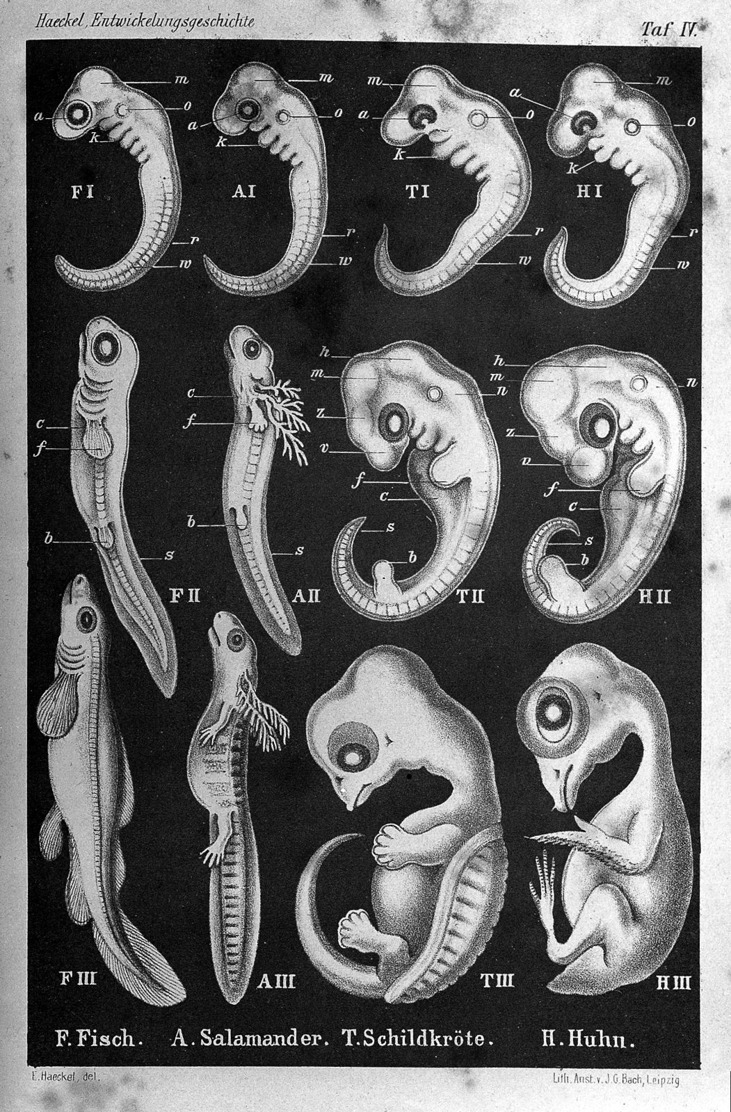 Ernst Haeckel, Anthropogenie. Wellcome L0027292