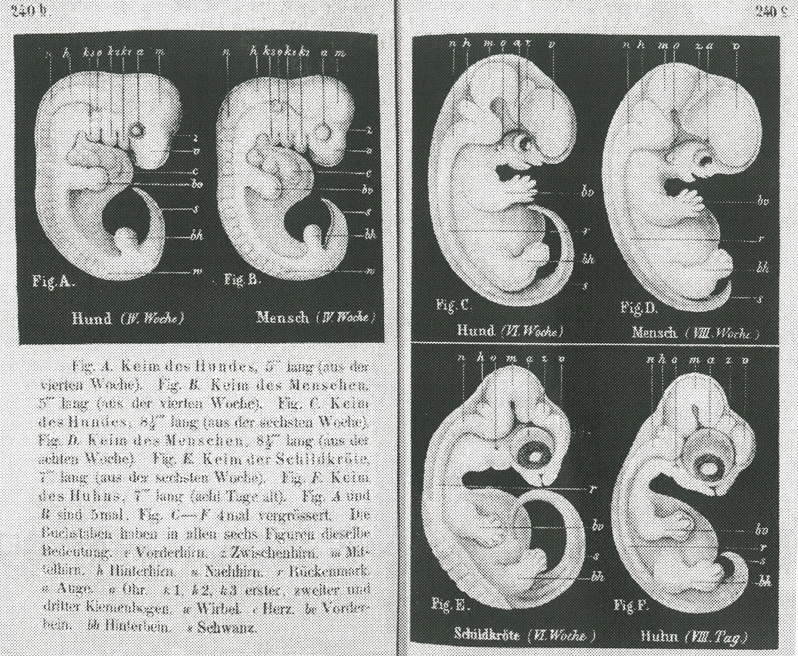 Haeckel-embryos-weeks4-6