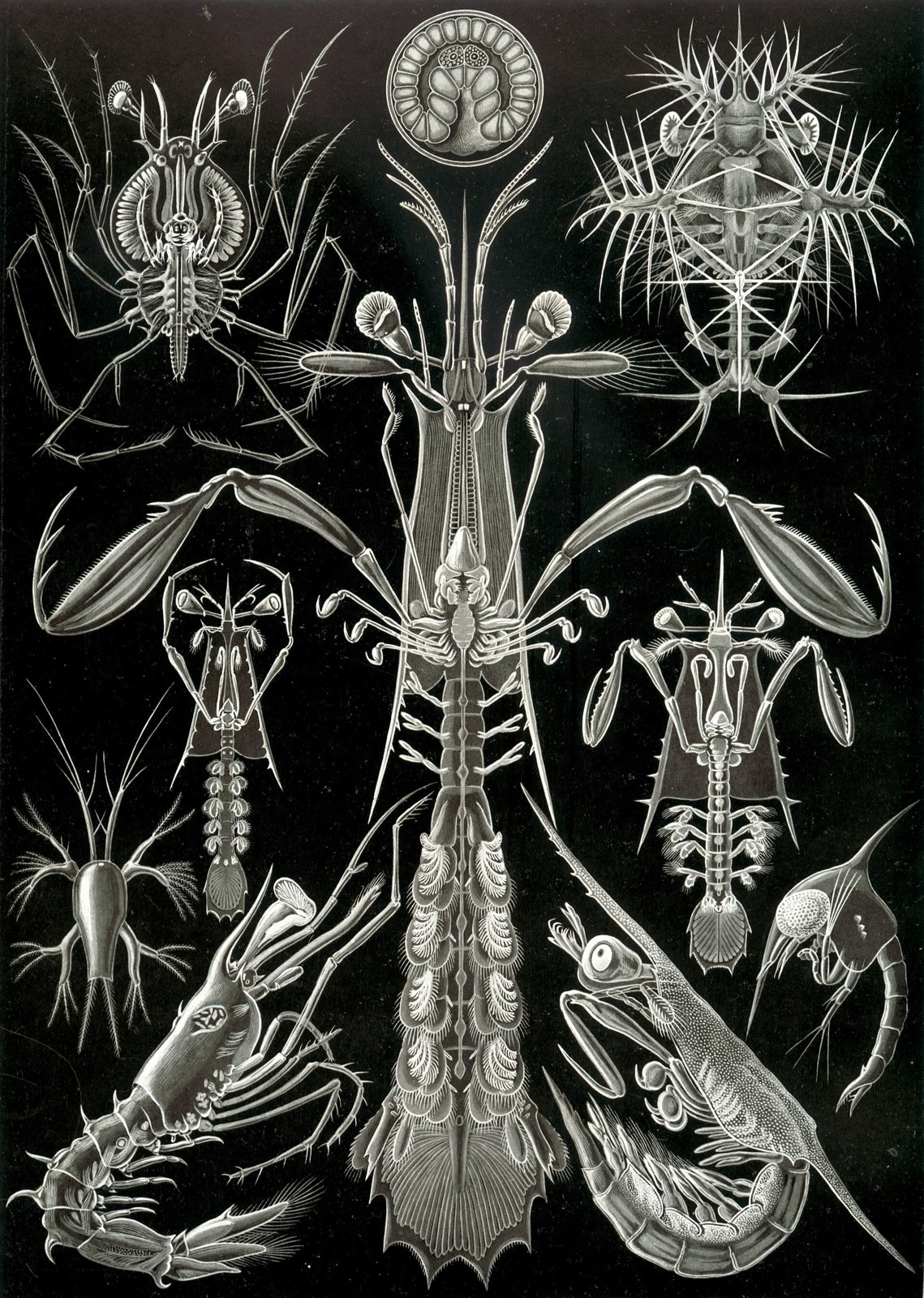Haeckel Thoracostraca
