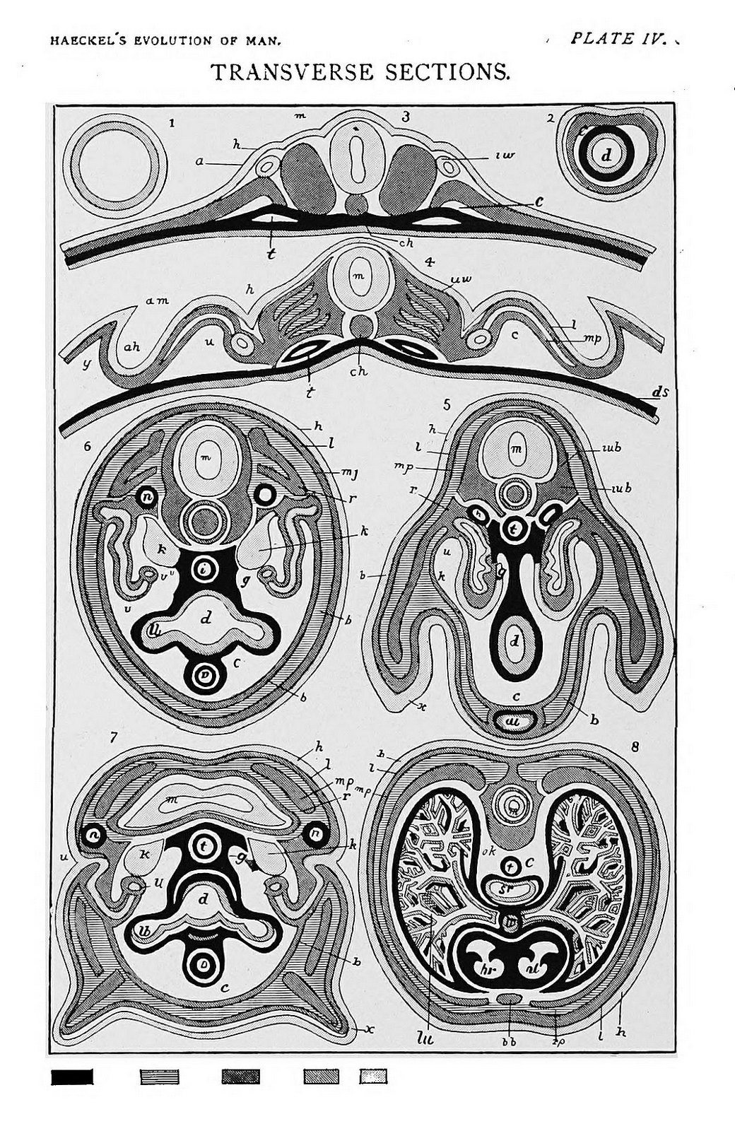 Plate IV. Diagrammatic transverse sections of different embryos