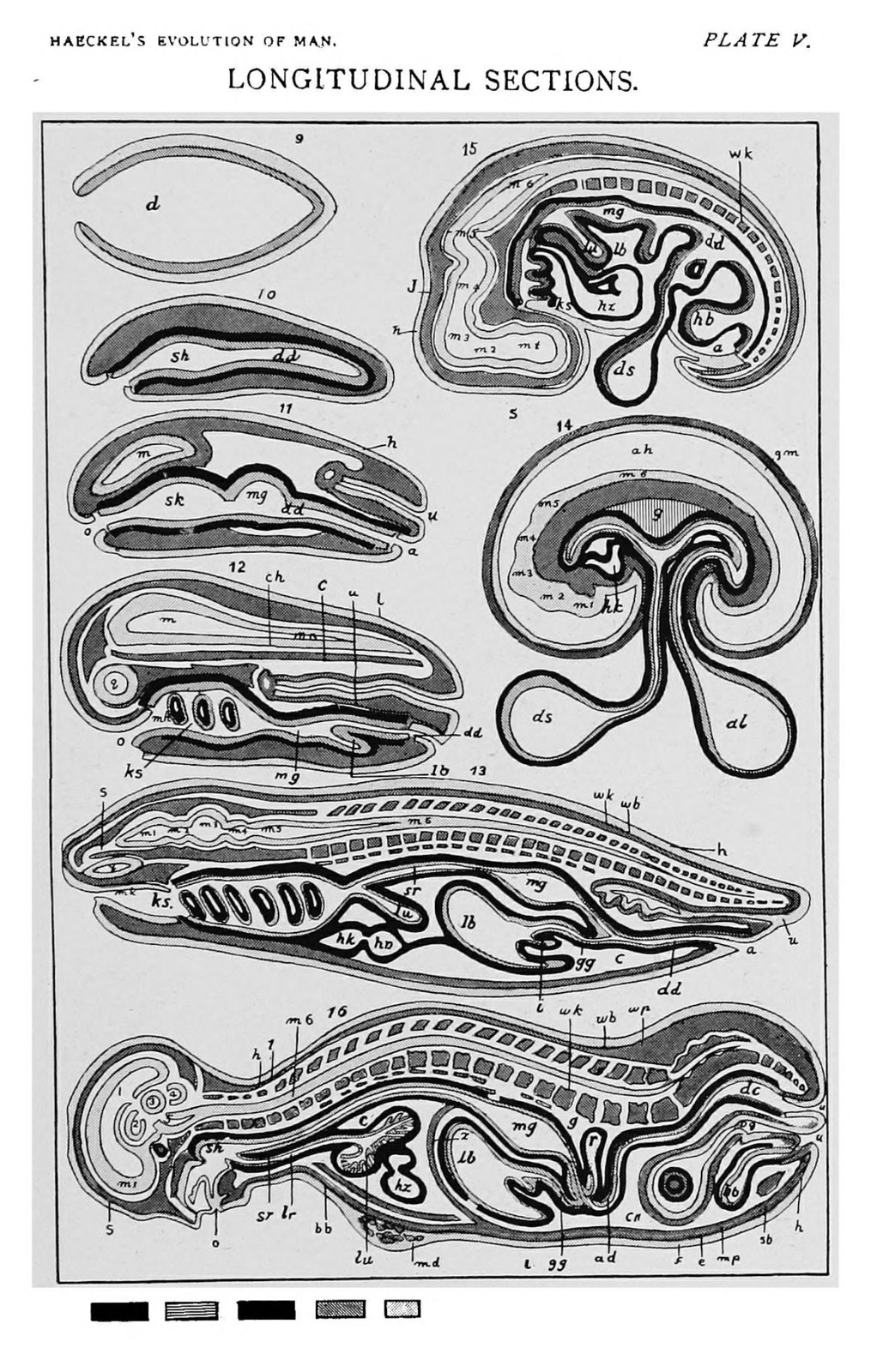 Plate V. Diagrammatic longitudinal sections of different embryos
