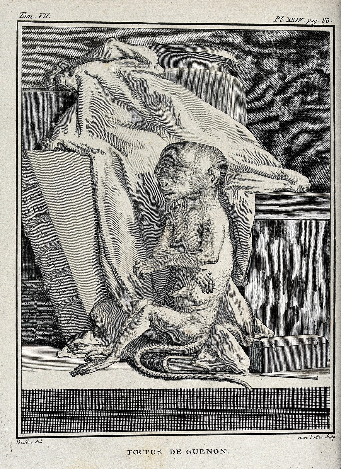 A monkey foetus. Engraving by Tardieu after De Seve. Wellcome V0021461