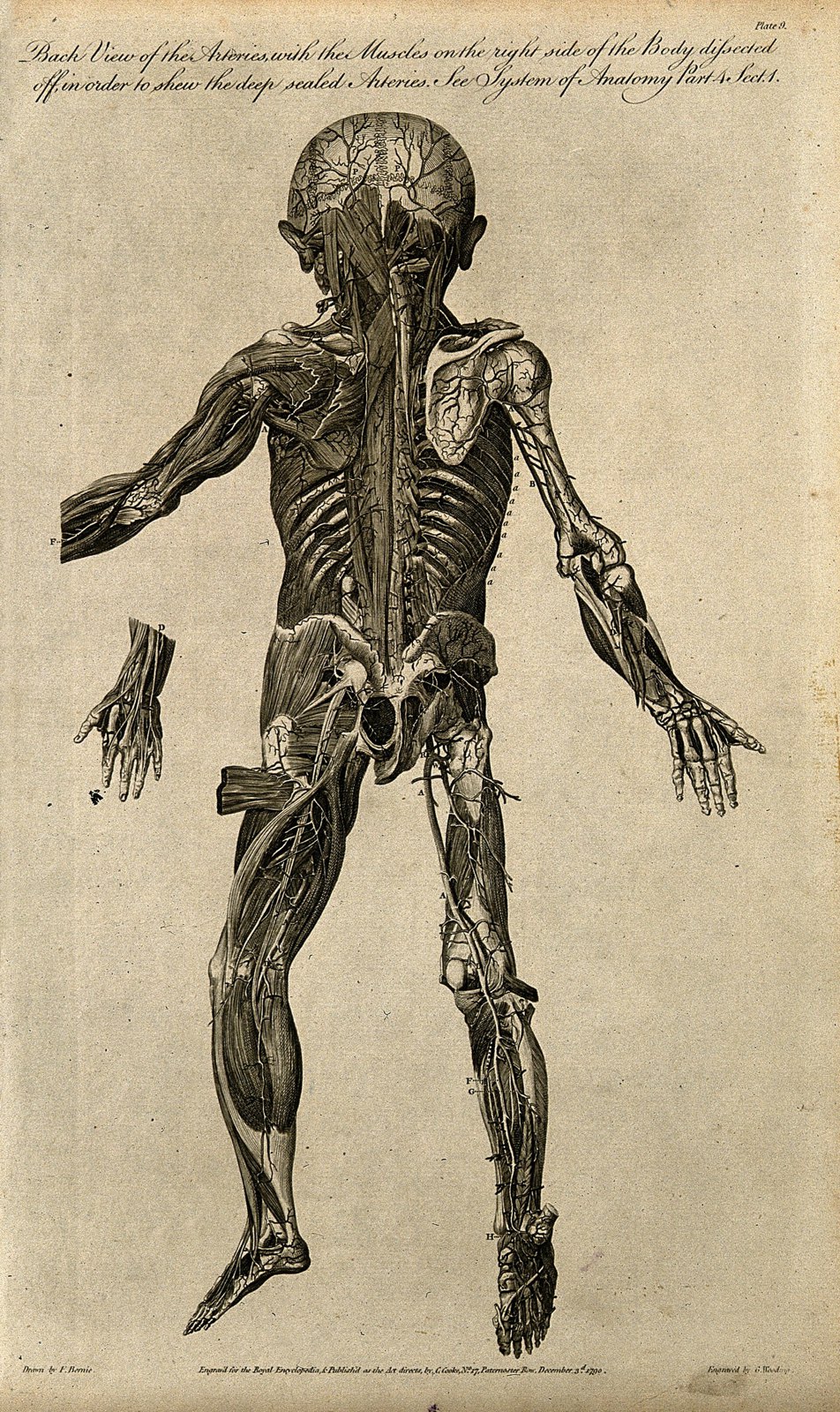 Dissected foetus seen from behind, with arteries and muscles Wellcome V0007991