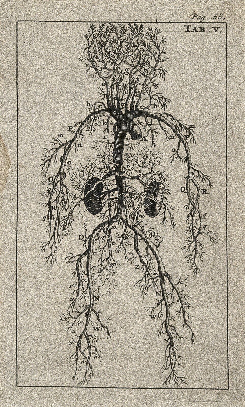 The arterial system of human foetus. Engraving, 1686, after Wellcome V0007779EC