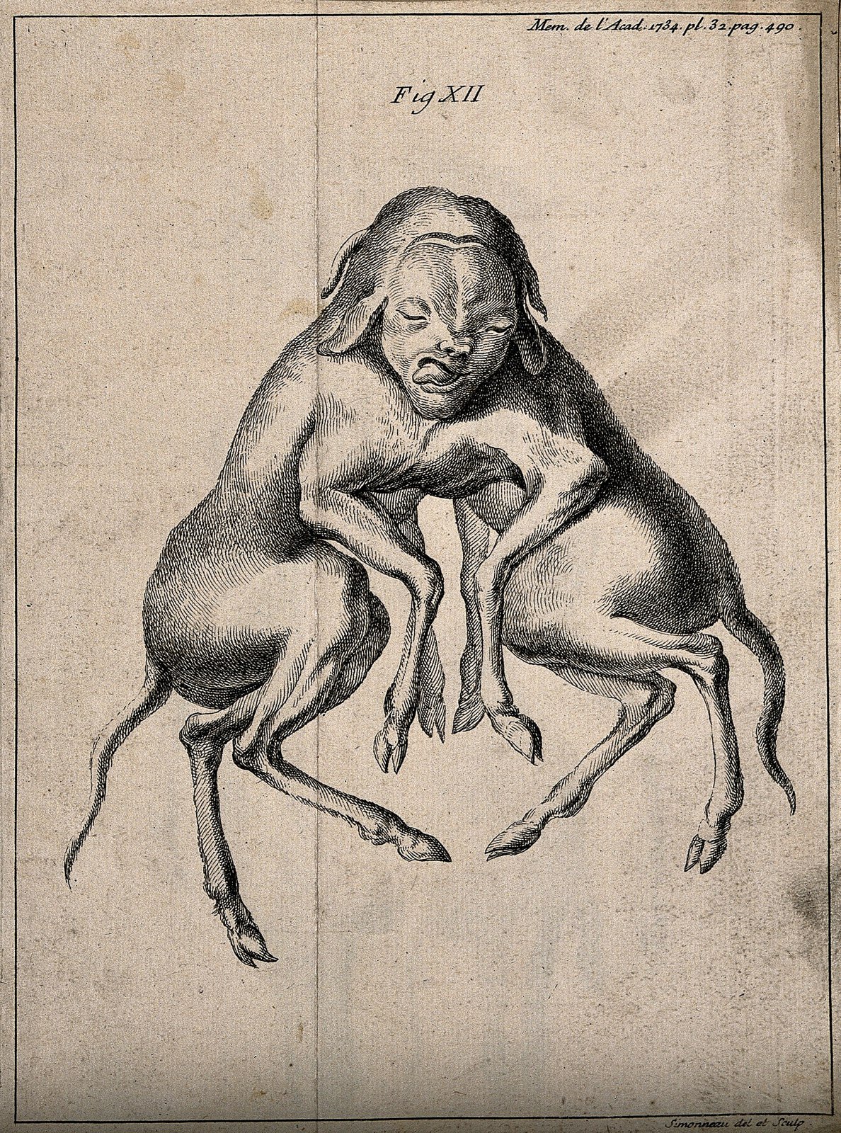 The foetus of dogs born as conjoint twins, anterior view. En Wellcome V0007390