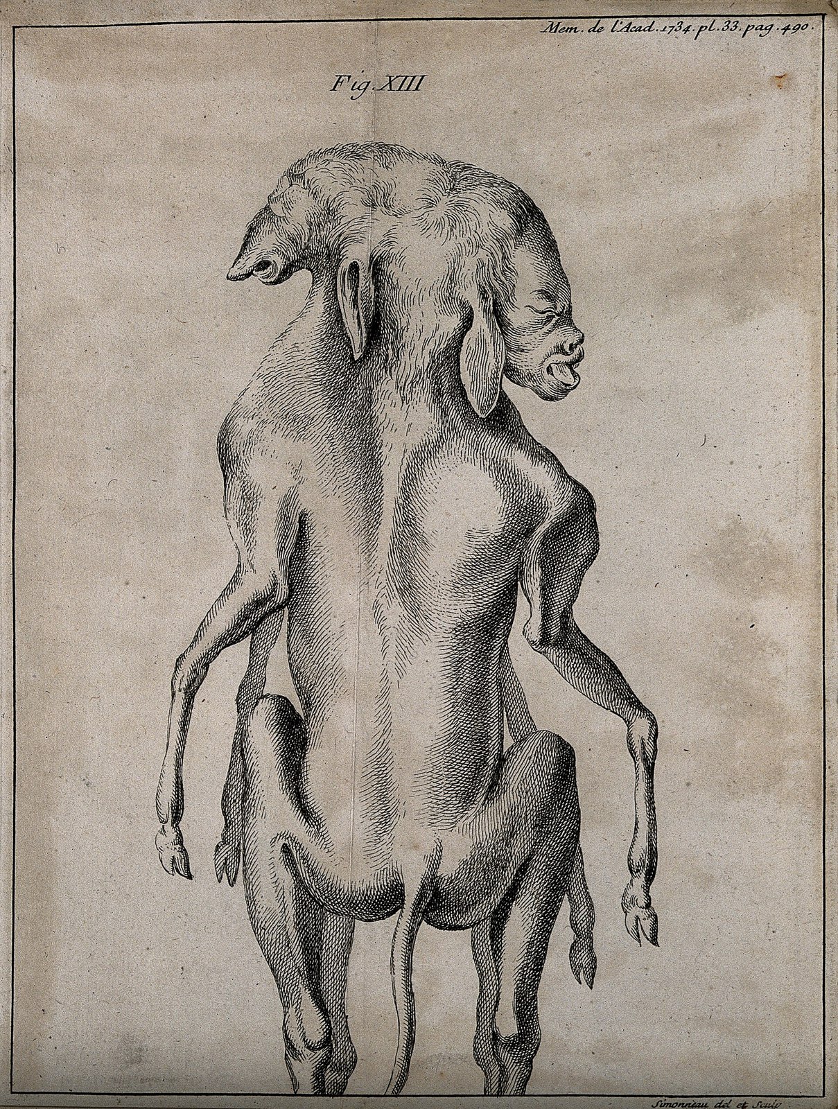 The foetus of dogs born as conjoint twins. Engraving by P. S Wellcome V0007391