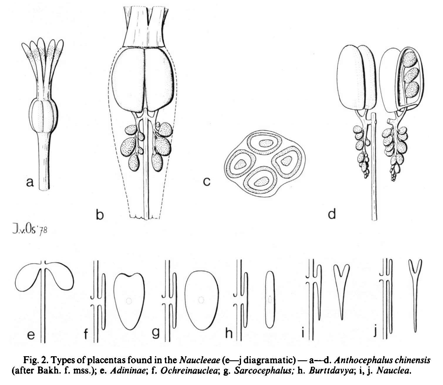 Placenta types in Naucleeae from Blumea 24(2) 315 (1978)
